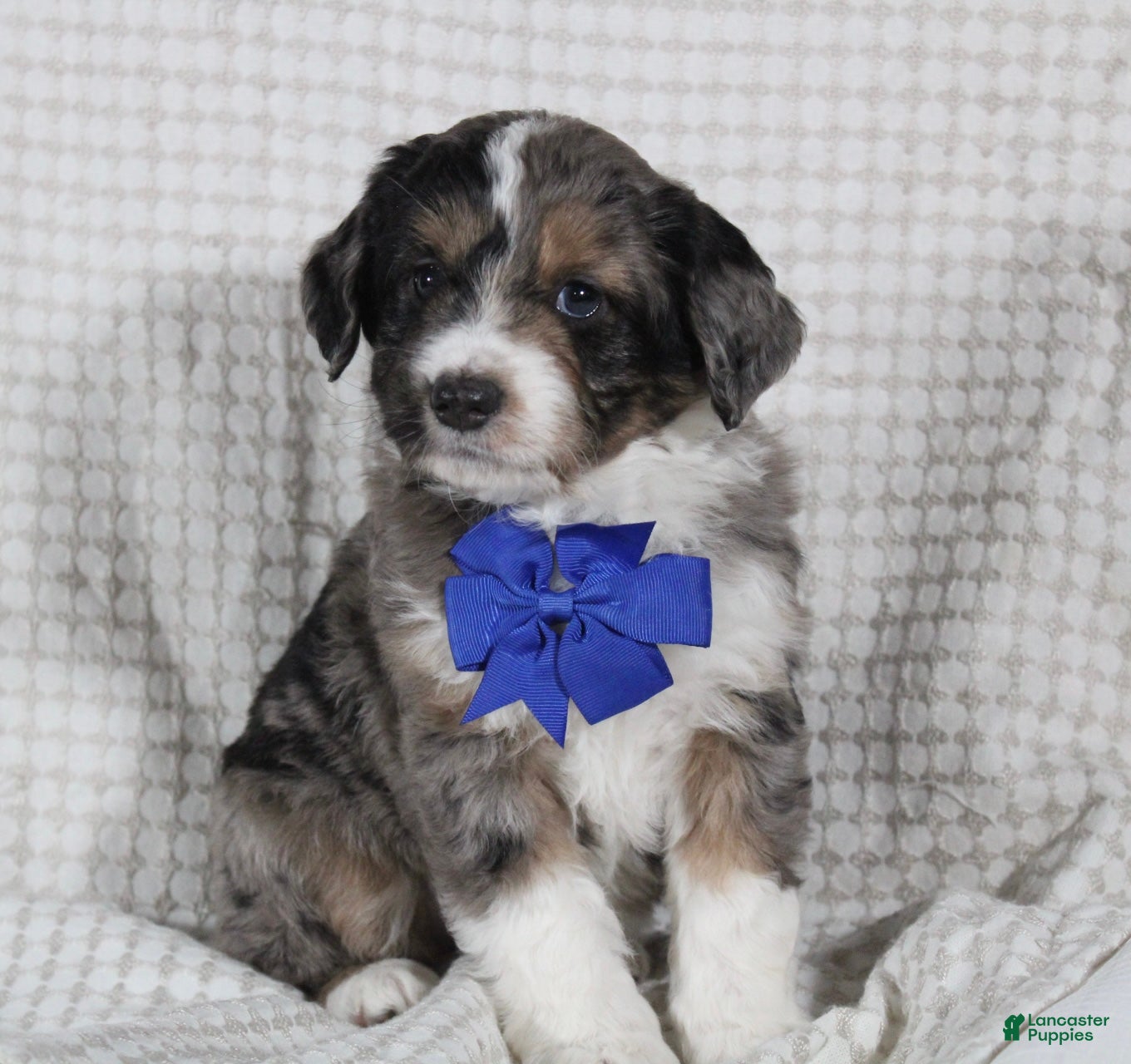 Mini Aussiedoodle dogs Cooper - Ad 36