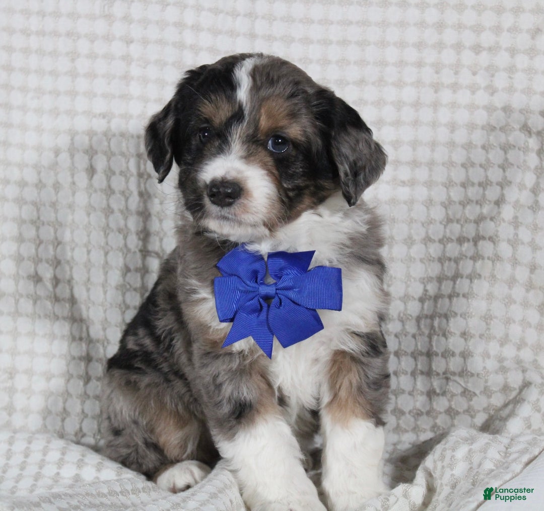 Mini Aussiedoodle dogs for sale: Cooper - Ad 1