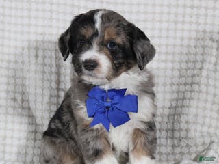 Mini Aussiedoodle dogs Cooper - Ad 36