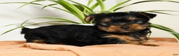 Yorkshire Terrier dogs for sale: Beck - Ad 5