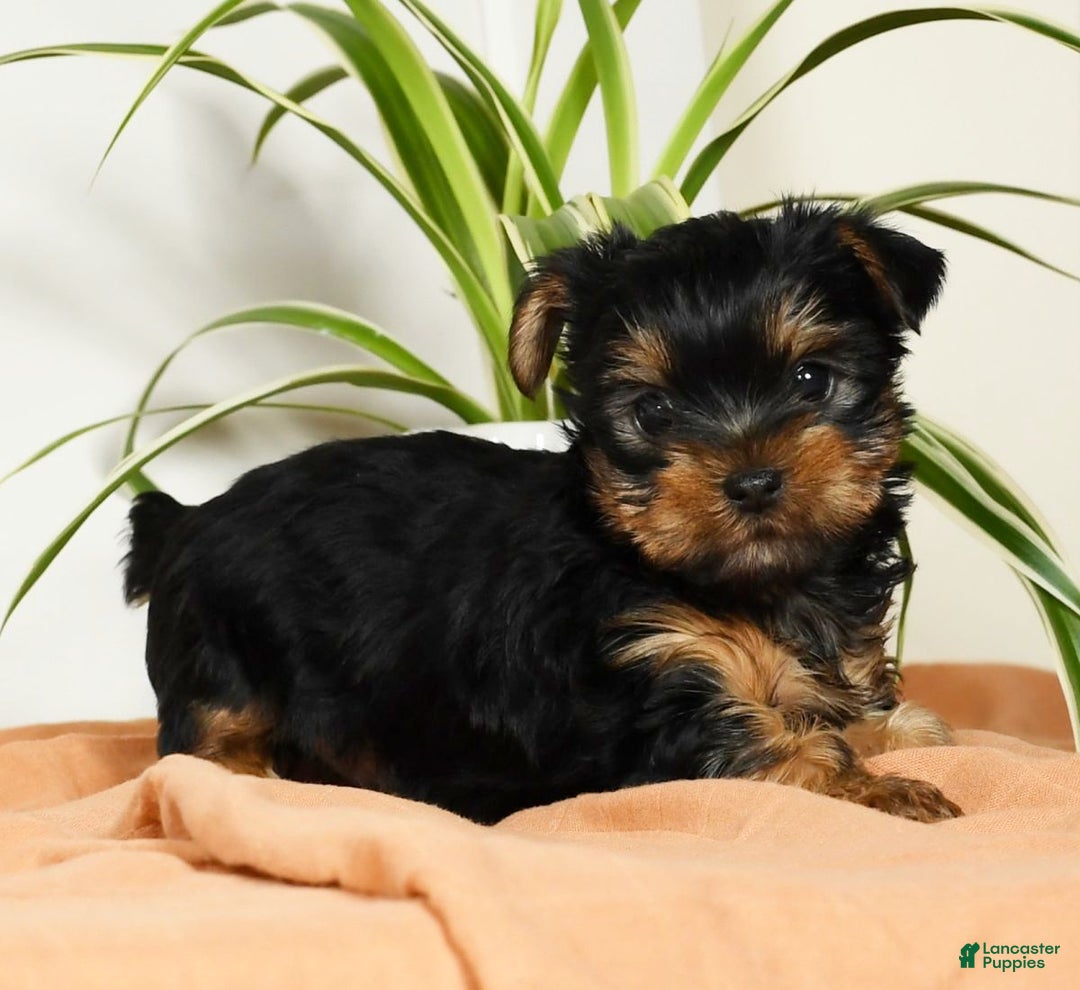 Yorkshire Terrier dogs for sale: Beck - Ad 5