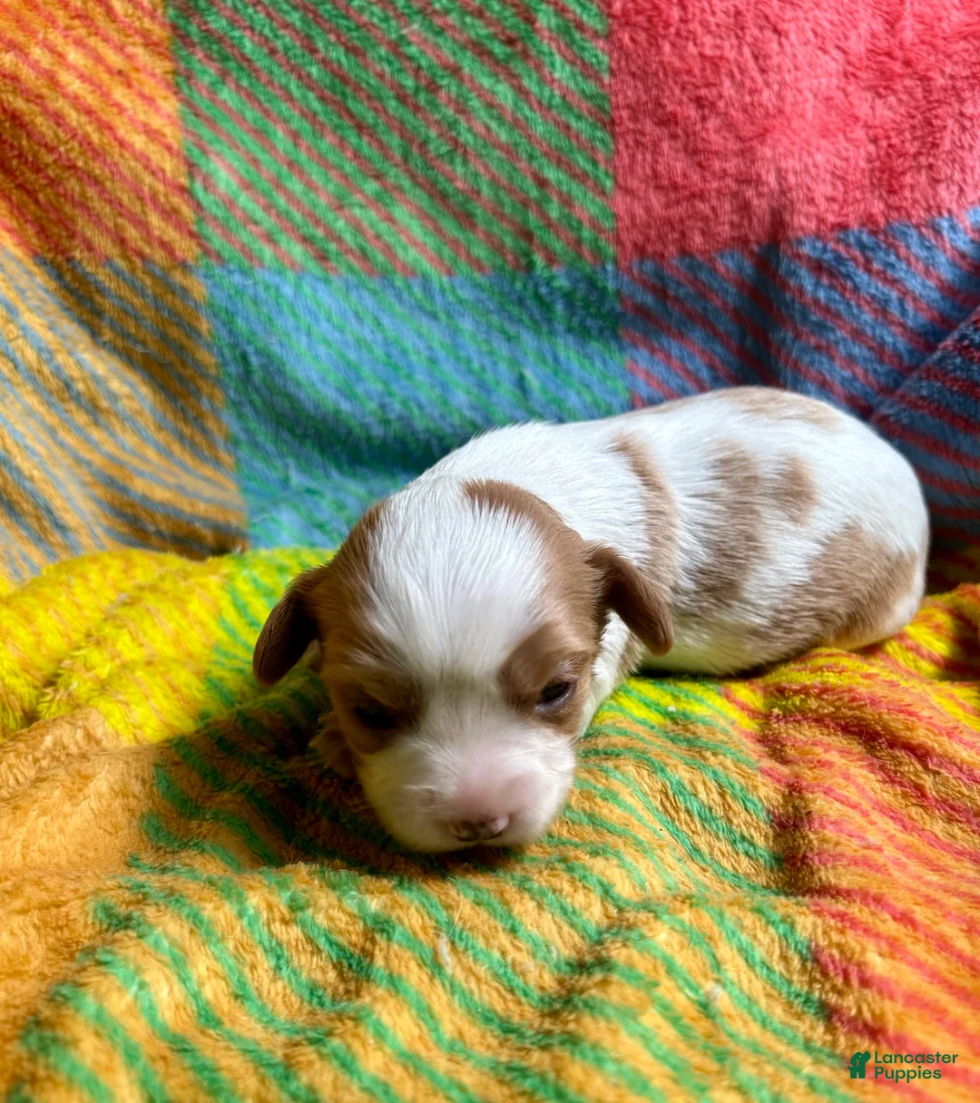 Cavapoo dogs for sale: Lucy - Ad 2