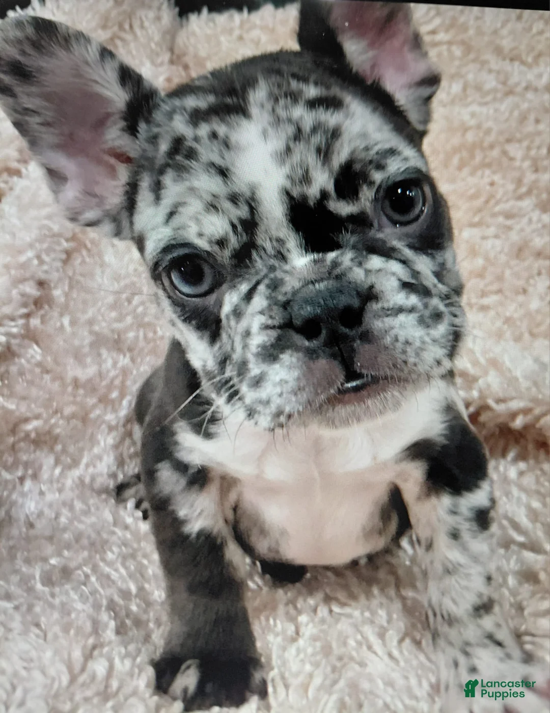 French Bulldog dogs for sale: French Bulldog 1 - Ad 1