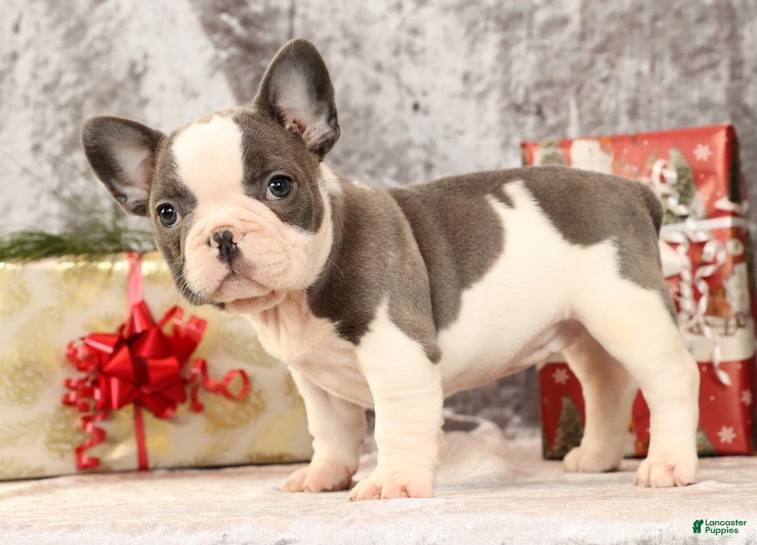 French Bulldog dogs for sale: Julia - Ad 7