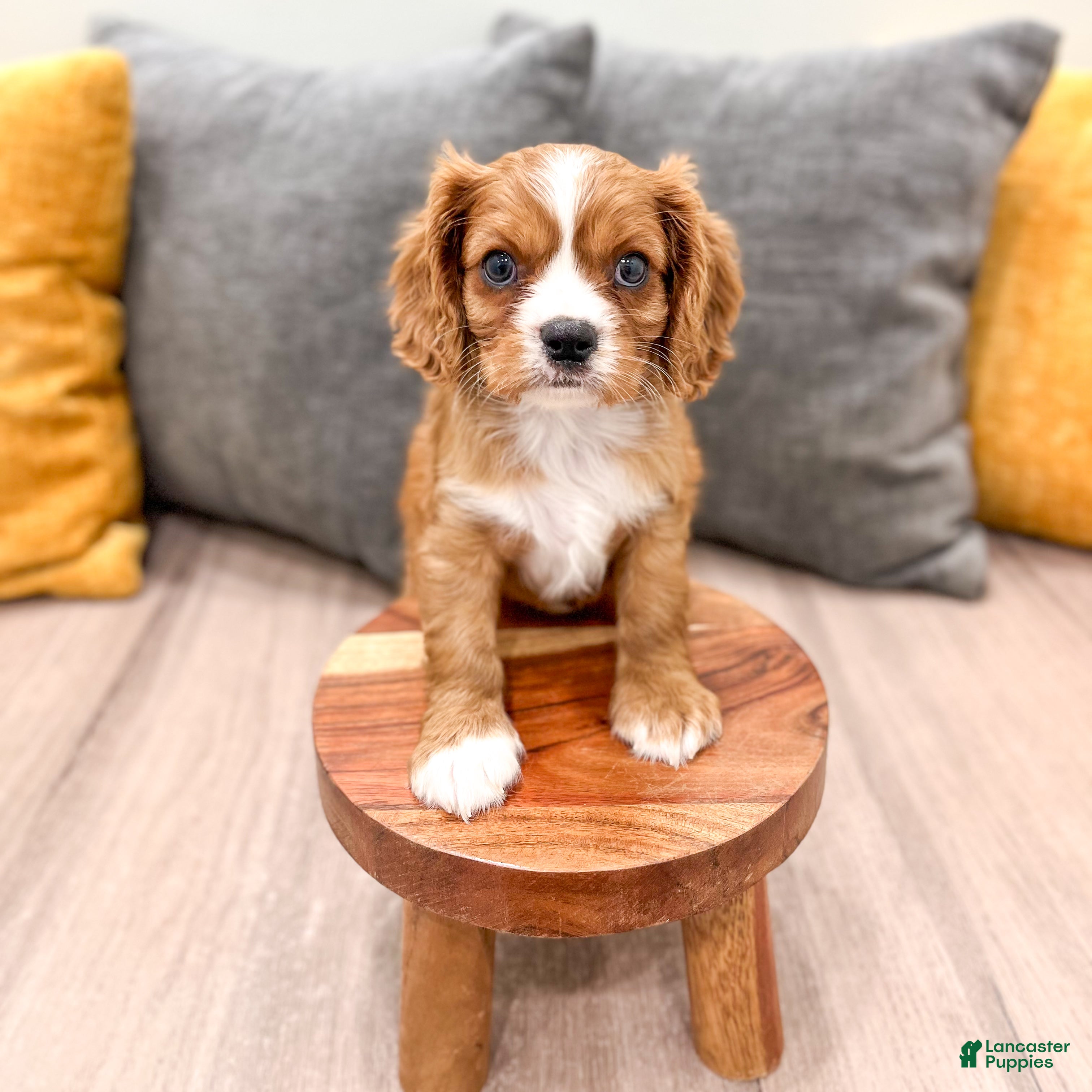 Cavalier King Charles Spaniel dogs Blaze - Ad 2