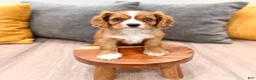 Cavalier King Charles Spaniel dogs for sale: Blaze - Ad 2