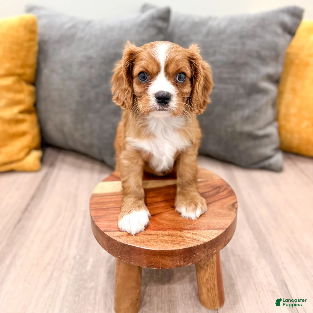 Cavalier King Charles Spaniel dogs for sale: Blaze - Ad 2