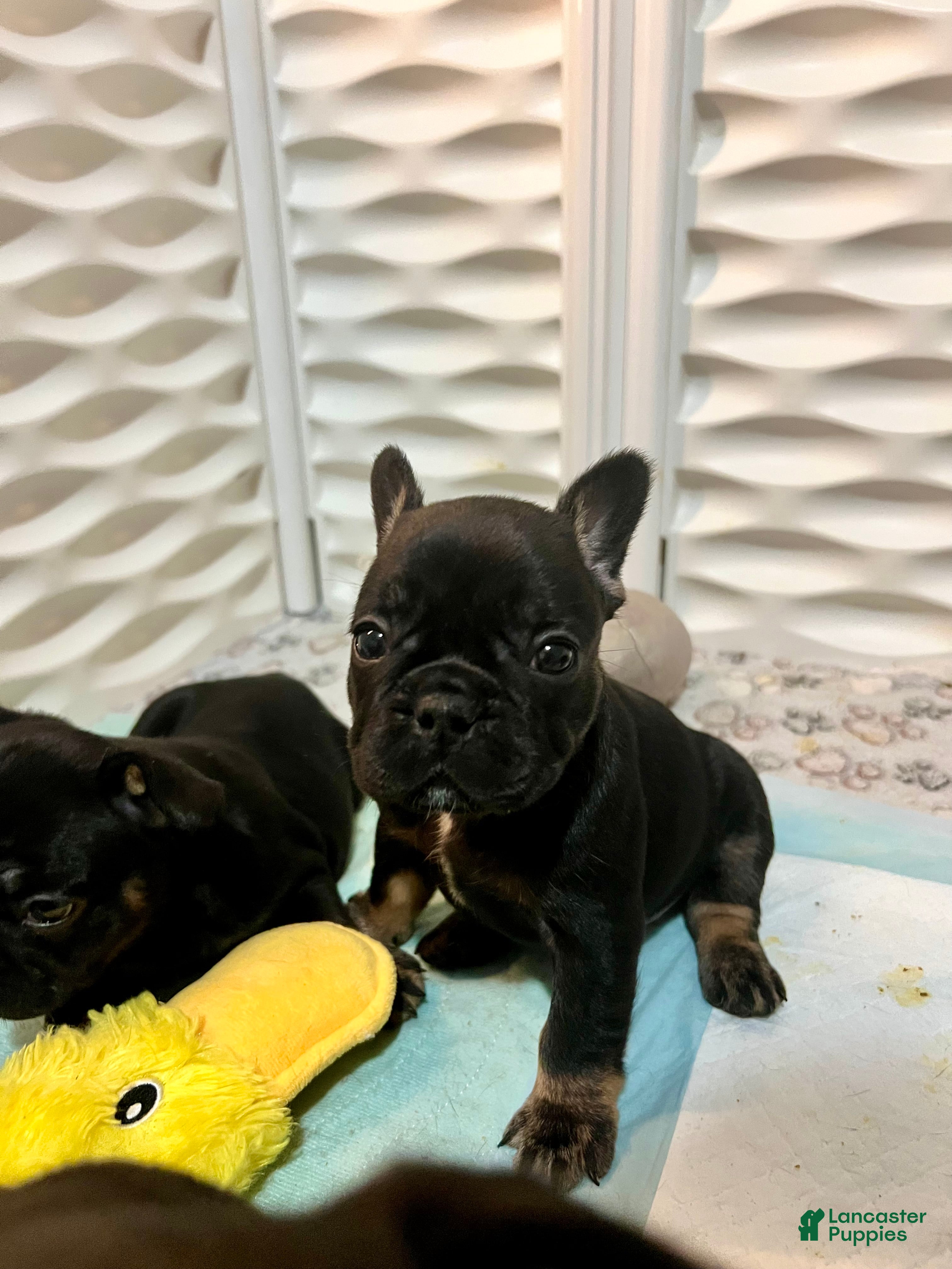 French Bulldog dogs Pepper - Ad 37