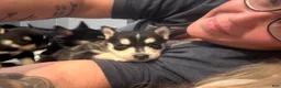 Pitsky dogs for sale: Pitsky 6 - Ad 3