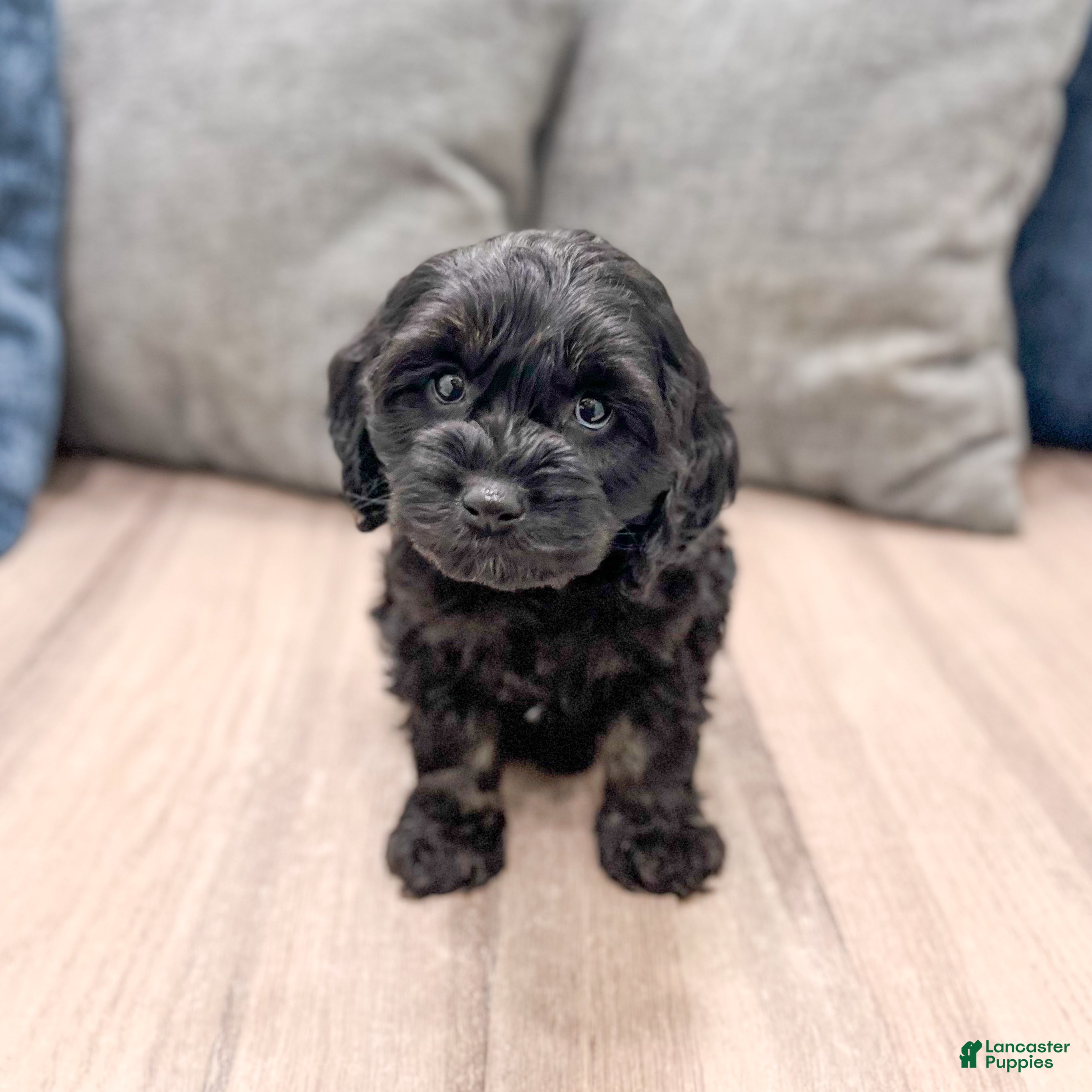 Cockapoo dogs Jasmine - Ad 1