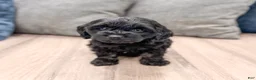 Cockapoo dogs for sale: Jasmine - Ad 1