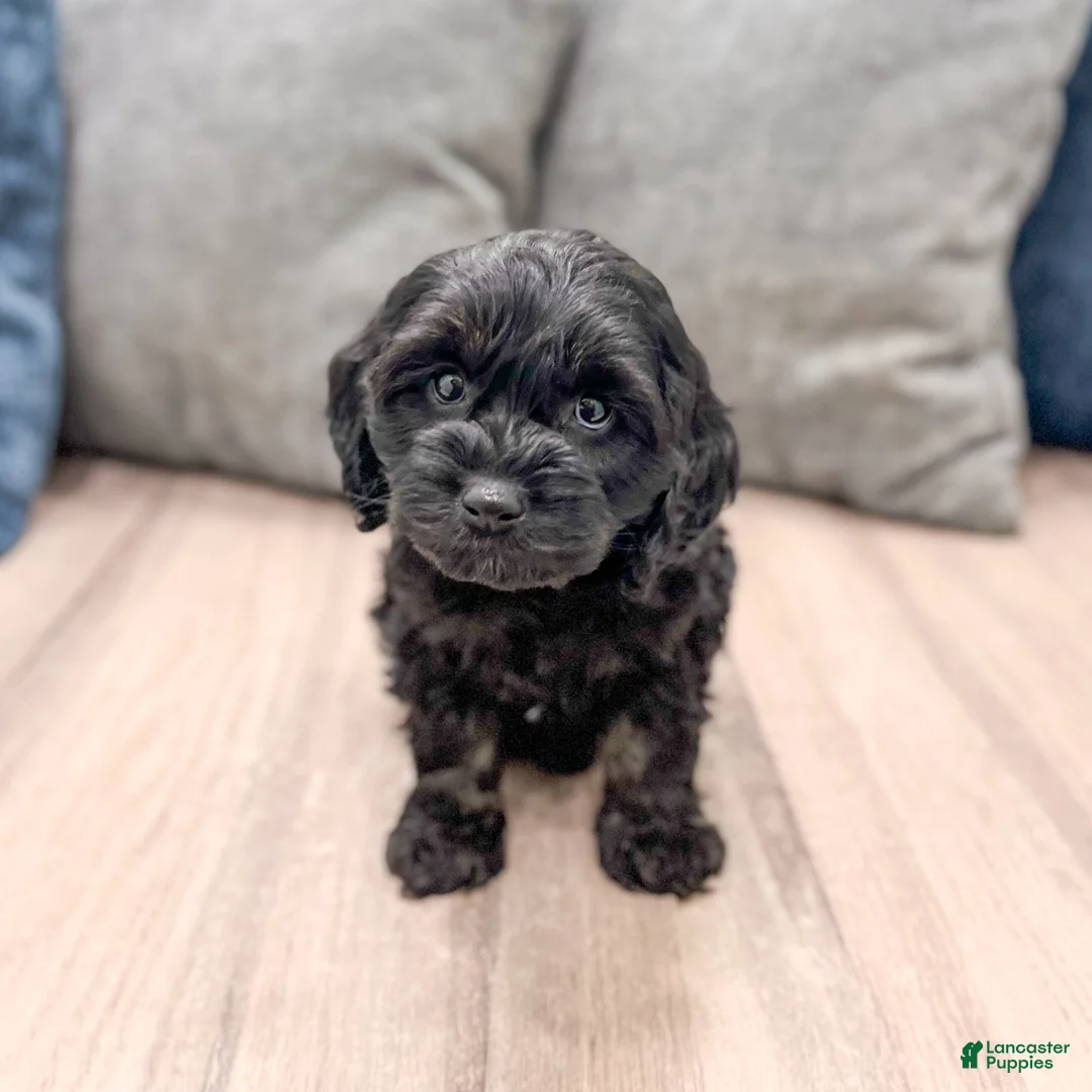 Cockapoo dogs for sale: Jasmine - Ad 1