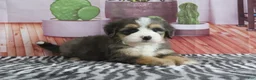 Mini Bernedoodle dogs for sale: Sabrina - Ad 2