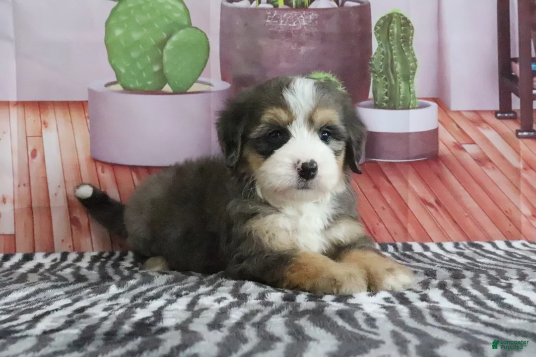 Mini Bernedoodle dogs for sale: Sabrina - Ad 2