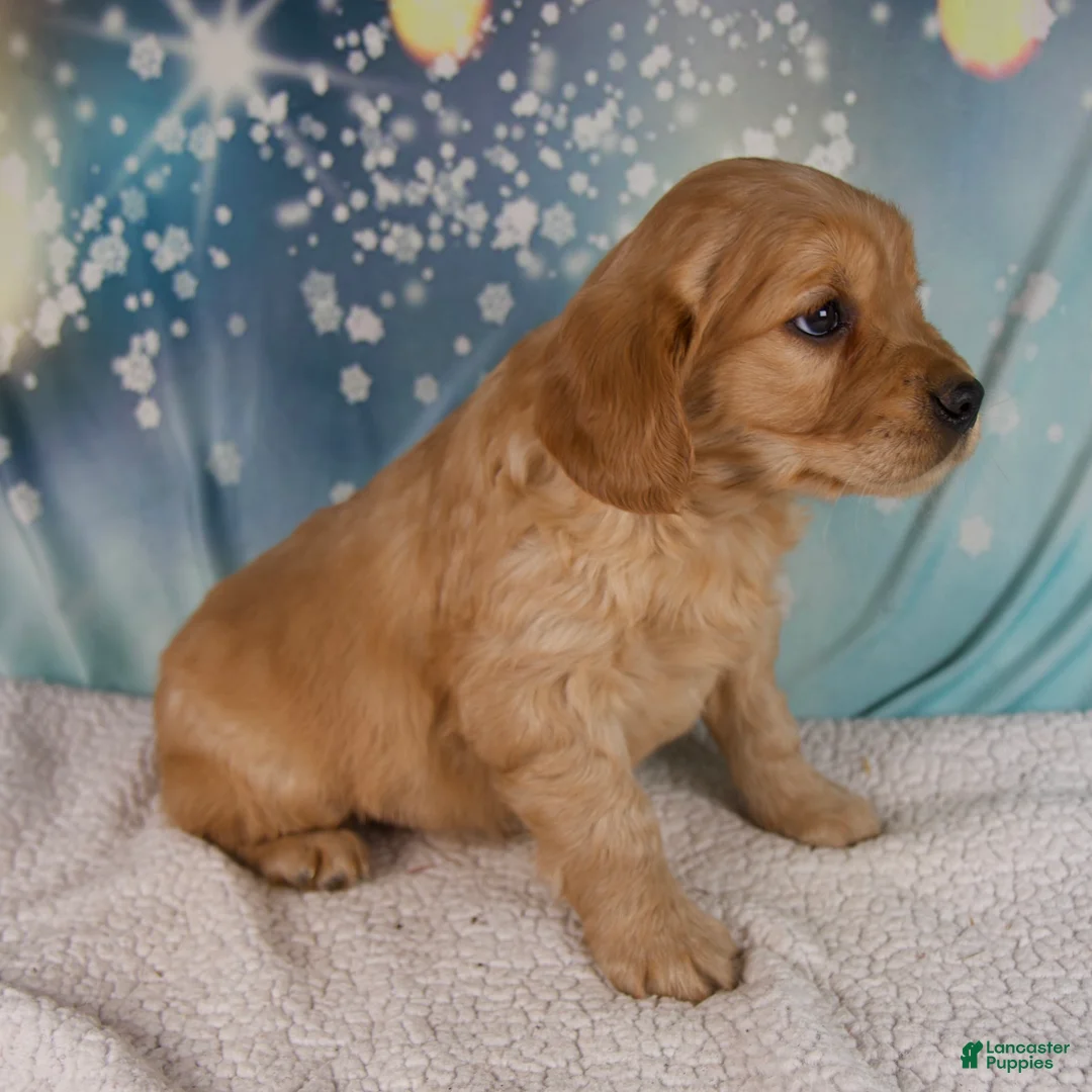 Mixed Breed dogs for sale: Joey - Ad 5