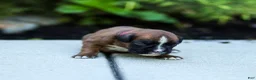 Boxer dogs for sale: Niki Boxer 4 - Ad 4