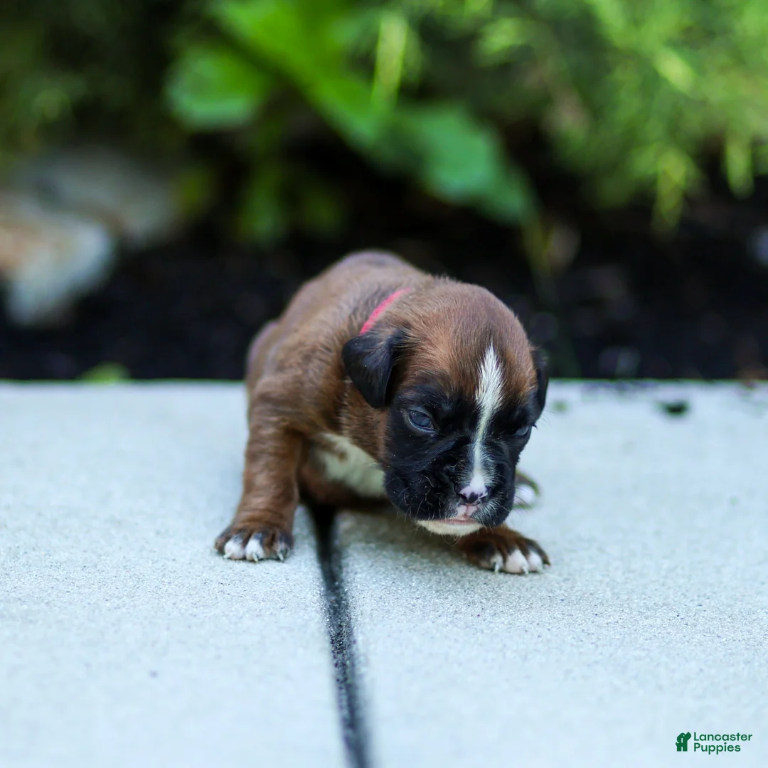 Boxer dogs for sale: Niki Boxer 4 - Ad 4