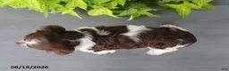 English Springer Spaniel dogs for sale: Misty - Ad 6