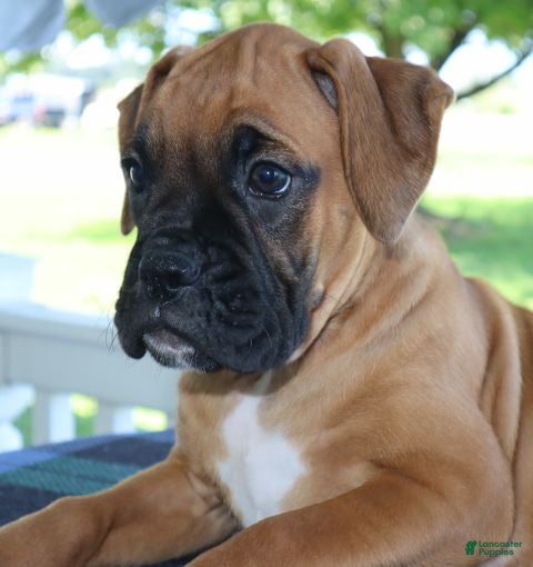 Boxer dogs Abby- Champ lines - Ad 2