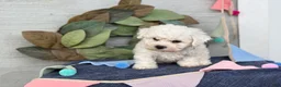 Bichon Frise dogs for sale: Emmy - Ad 2