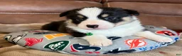 Welsh Corgi Pembroke dogs for sale: Welsh Corgi Pembroke Puppy 3 - Green Collar Black Tri Boy - Ad 1