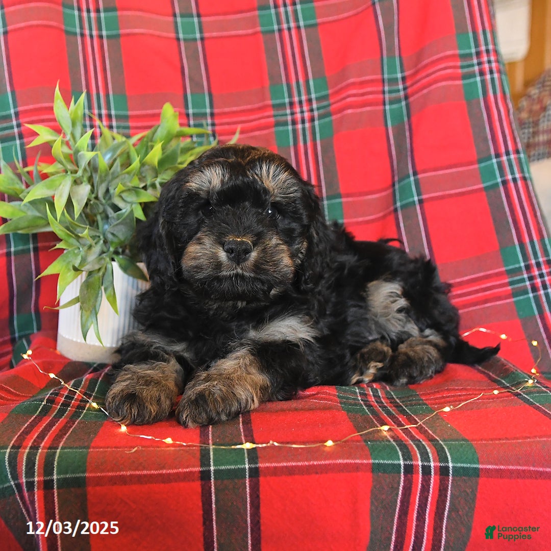 Cavapoo dogs for sale: Apollo - Ad 5