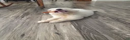 Great Pyrenees dogs for sale: Lily  - Ad 3