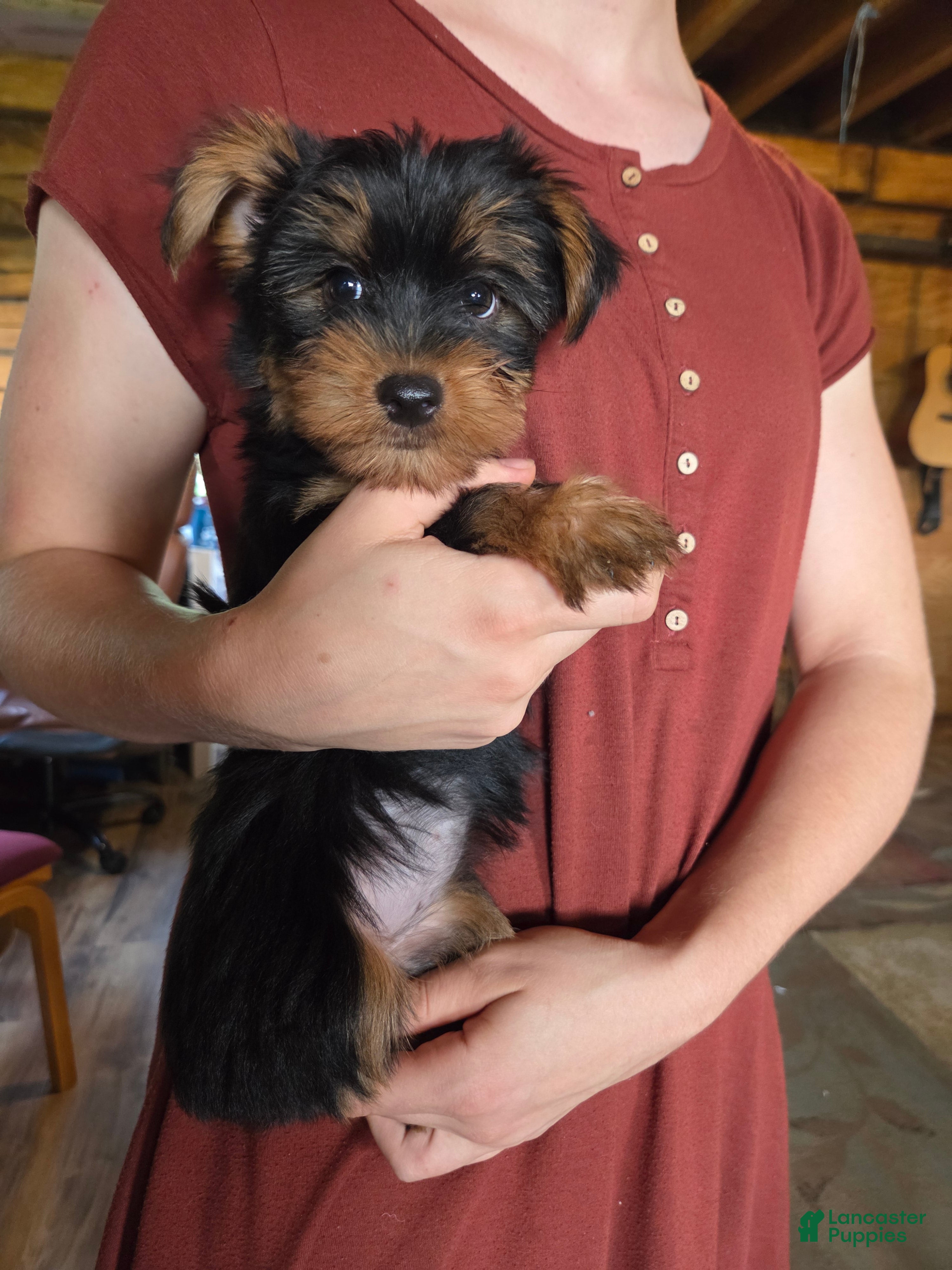 Yorkshire Terrier dogs Ella May - Ad 2