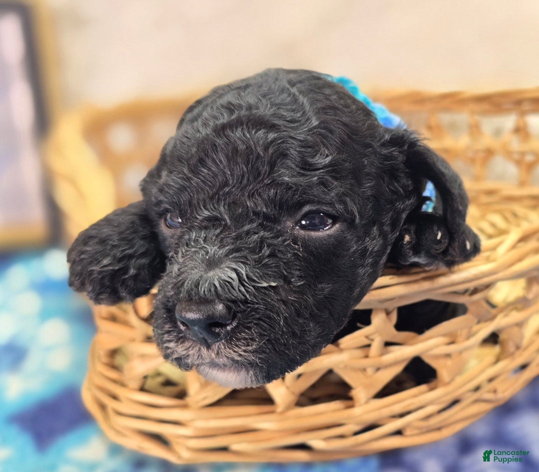 Cockapoo dogs for sale: Crescent - Ad 35
