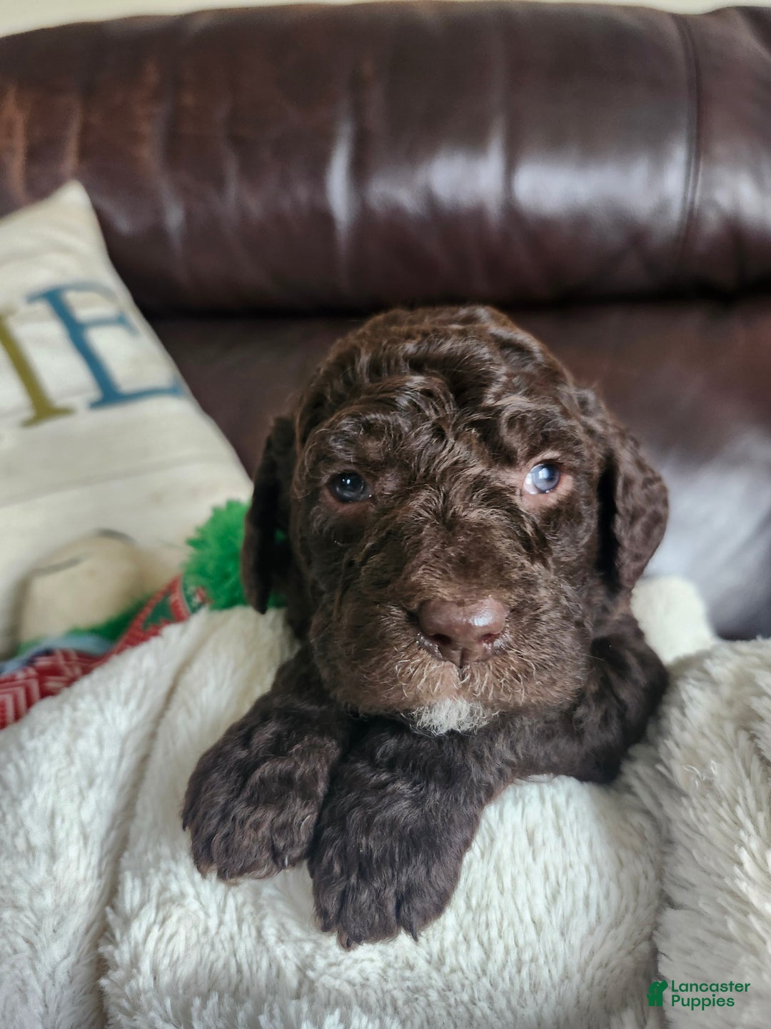 Labradoodle dogs for sale: Noel - Ad 2