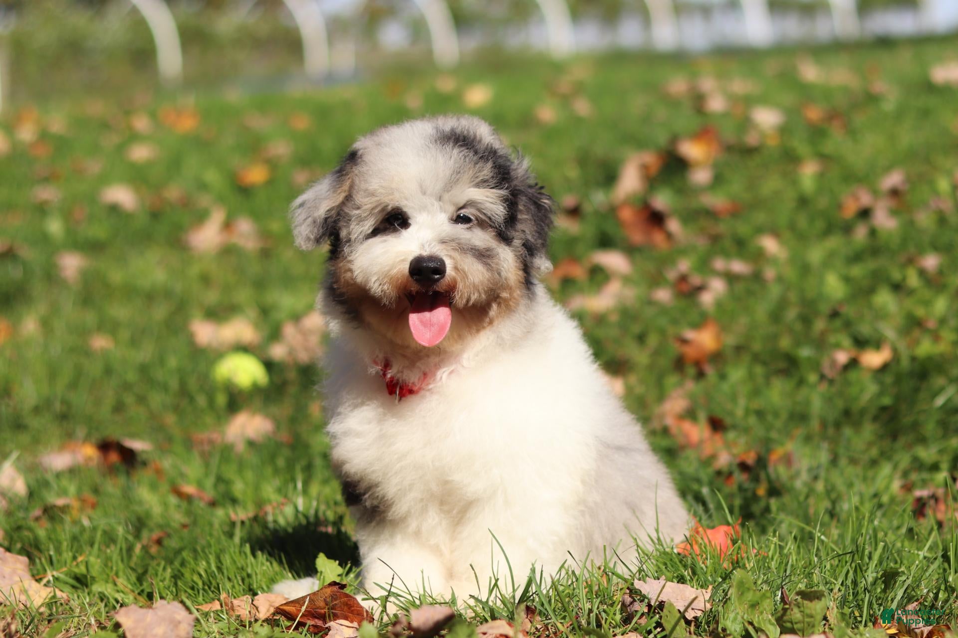 Miniature Poodle dogs Bandit (AKC) - Ad 1