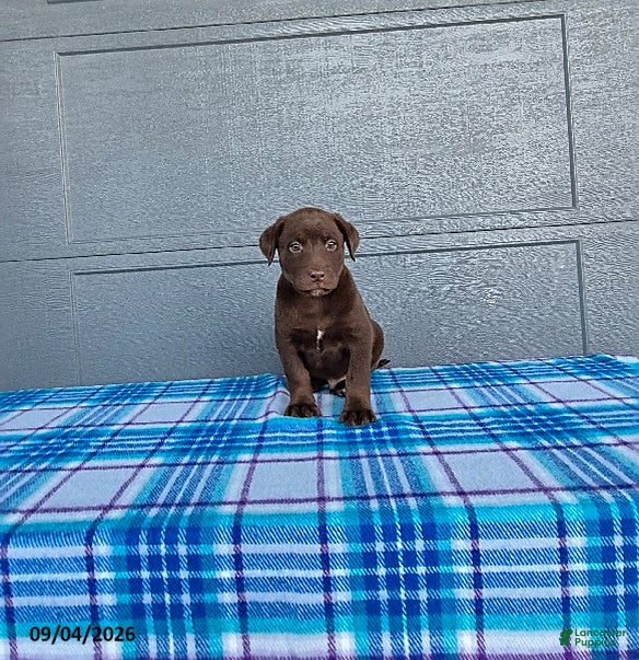 Labrador Retriever dogs Charlie - Ad 2