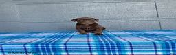 Labrador Retriever dogs for sale: Charlie - Ad 2