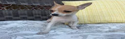 Chihuahua dogs for sale: 1 Kelly - Ad 2