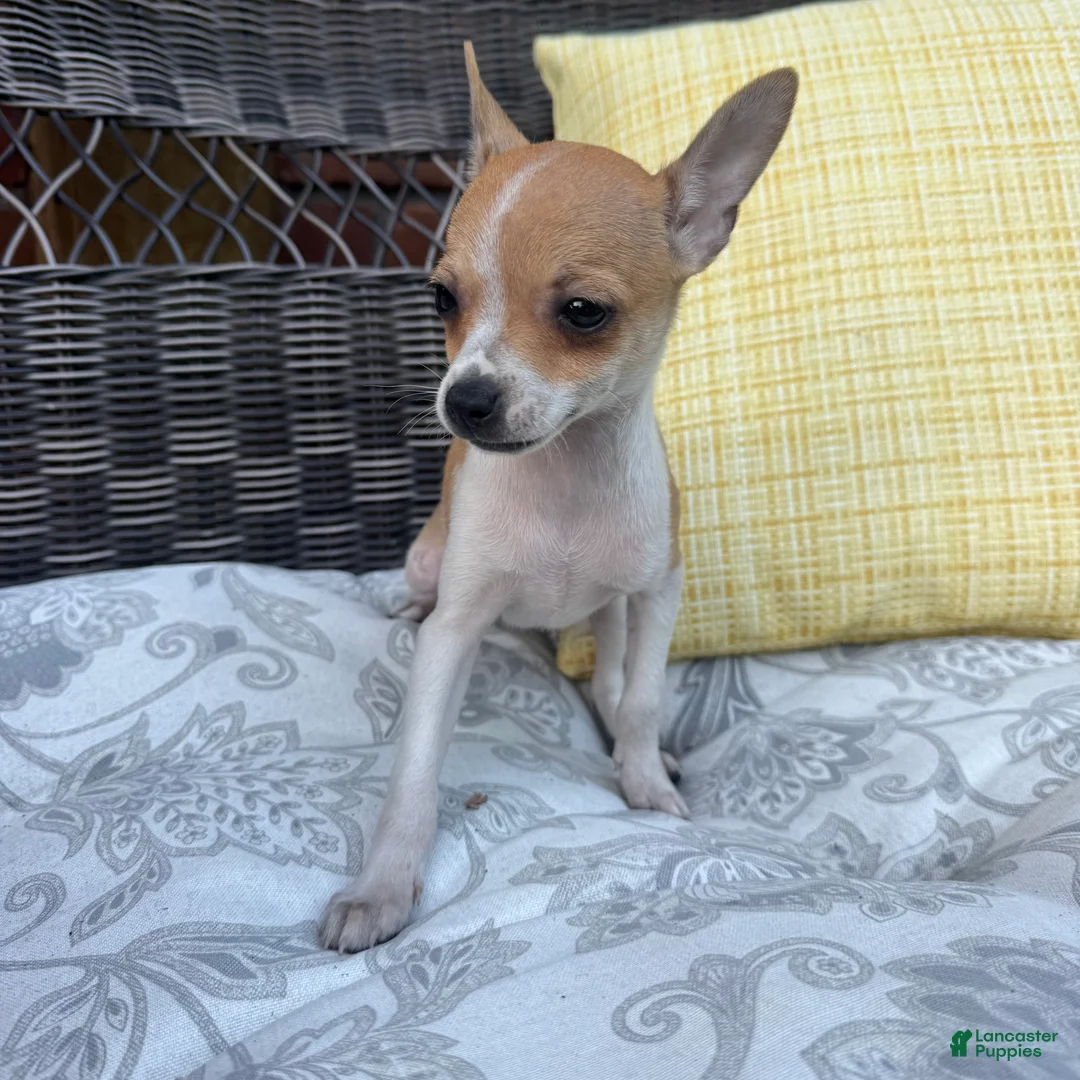 Chihuahua dogs for sale: 1 Kelly - Ad 2