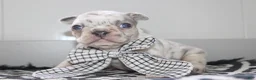 French Bulldog dogs for sale: AKC Piper - Ad 4