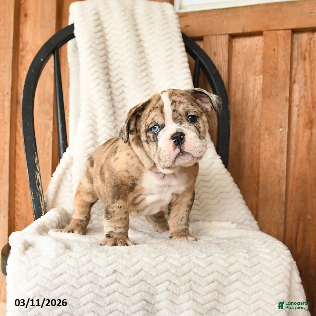 English Bulldog dogs for sale: Molly - Ad 5