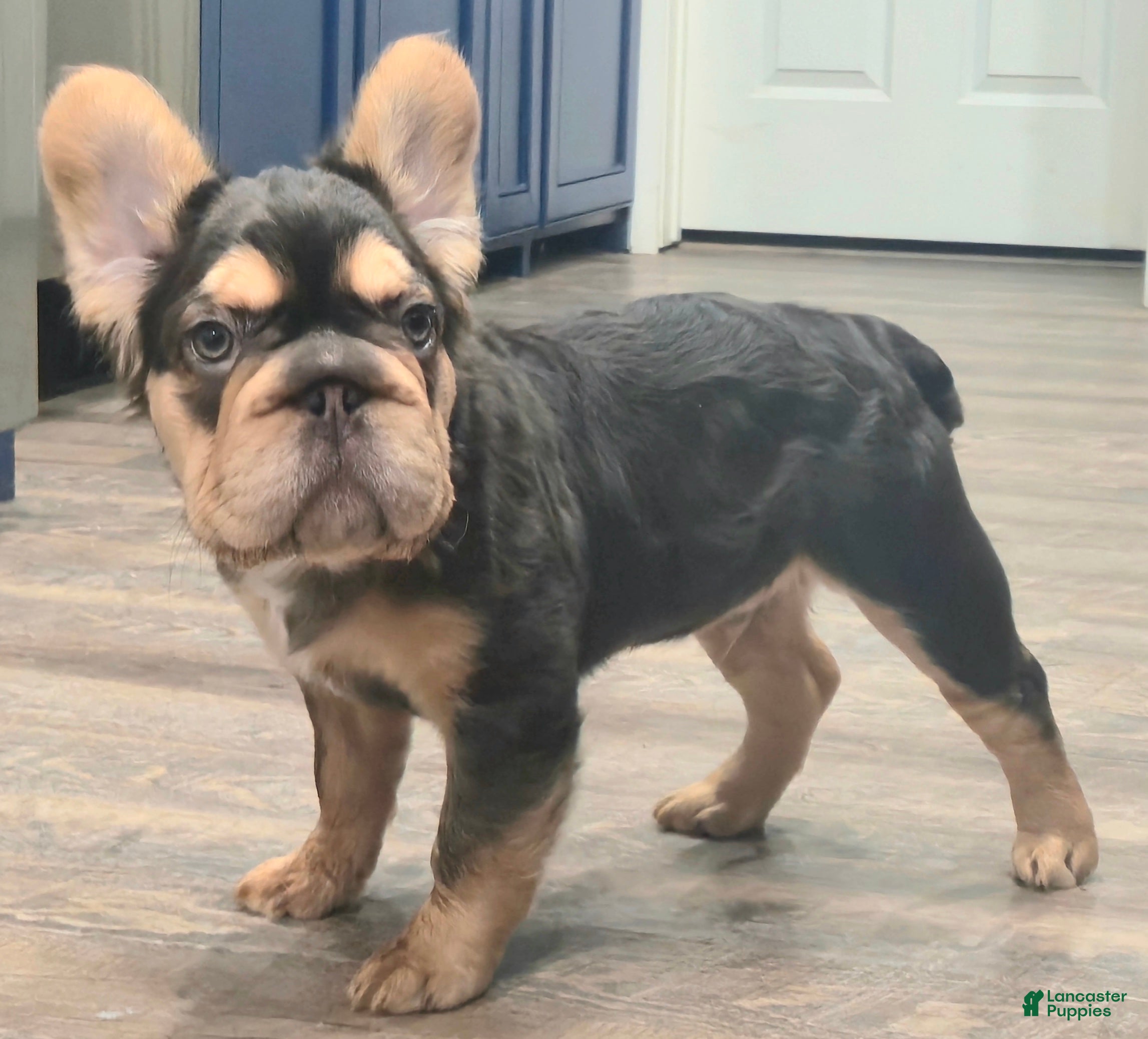 French Bulldog dogs ✨️🍫Kadafi🍫✨️ - Ad 3