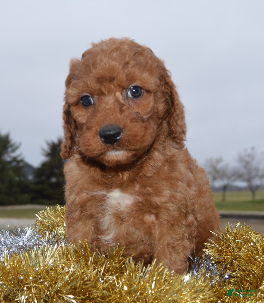 Irish Doodle dogs for sale: Mini Ivan - Ad 14