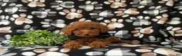 Toy Poodle dogs for sale: Willis 7 lbs Full Grown - Ad 6