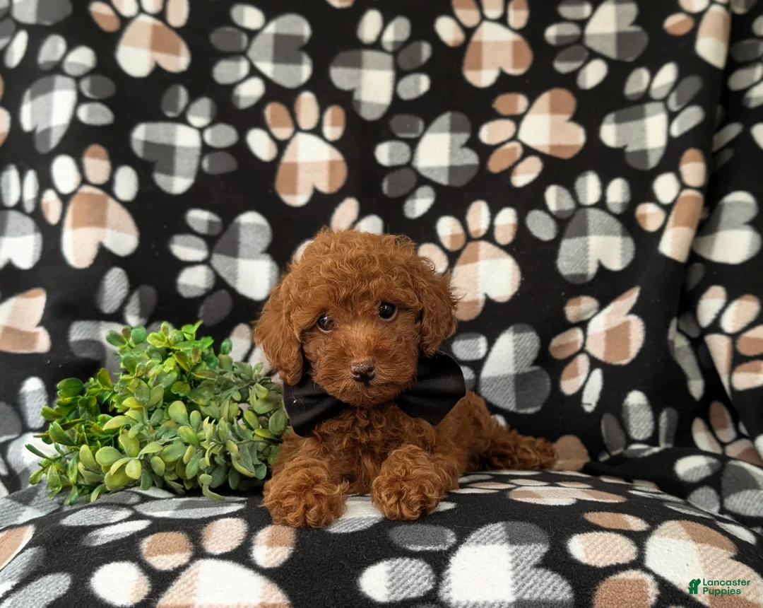 Toy Poodle dogs for sale: Willis 7 lbs Full Grown - Ad 6
