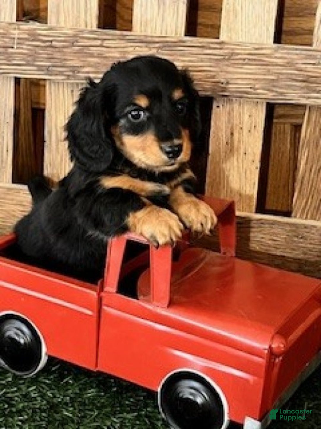 Miniature Dachshund dogs for sale: Tony - Ad 6