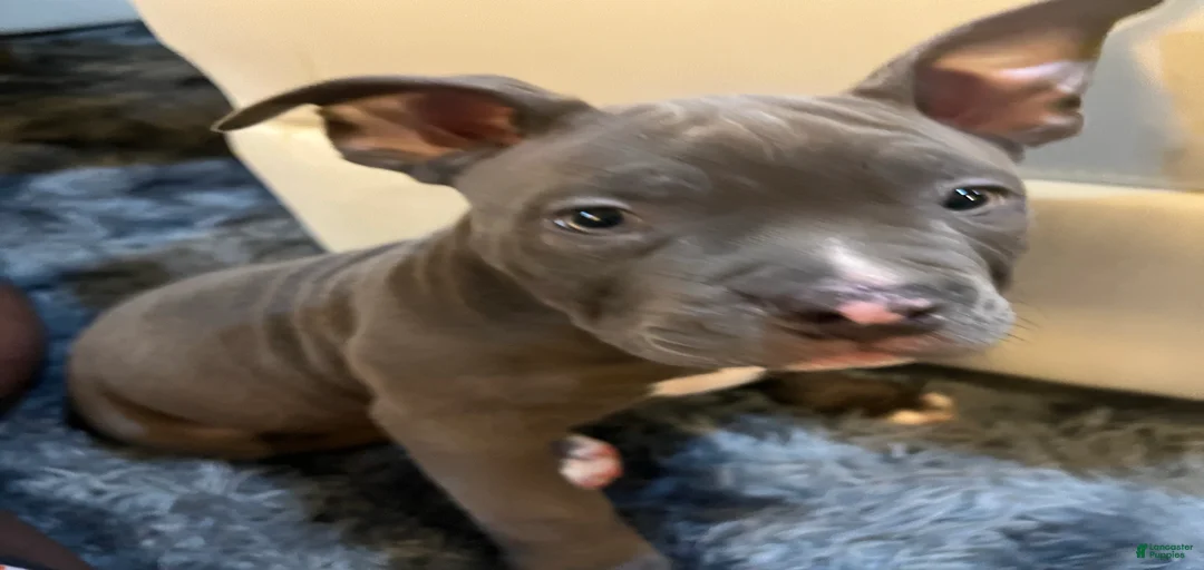 Gallery Image {{count}}