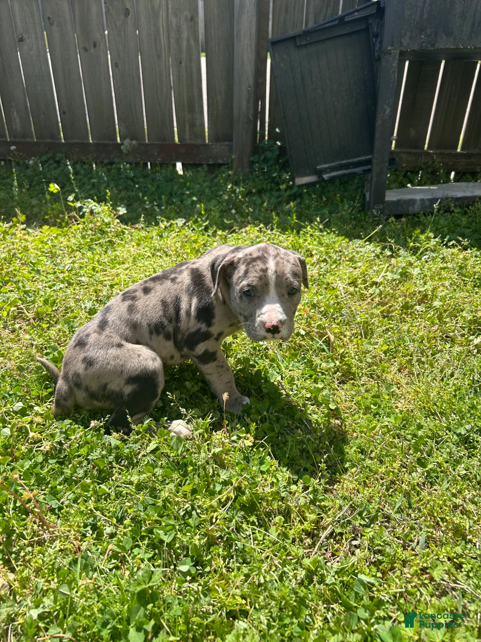 Mixed Breed dogs Mixed Breed Puppy 1 - Ad 33