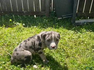 Mixed Breed dogs Mixed Breed Puppy 1 - Ad 1