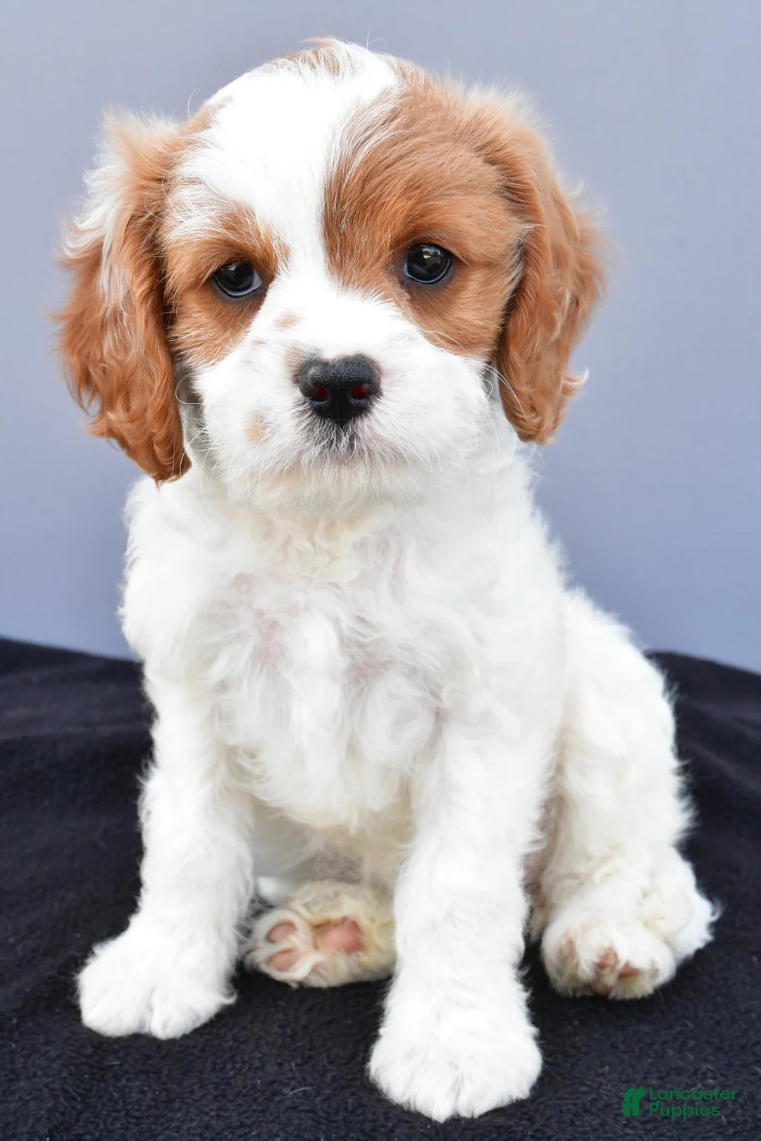 Cavapoo dogs for sale: Natasha - Ad 2