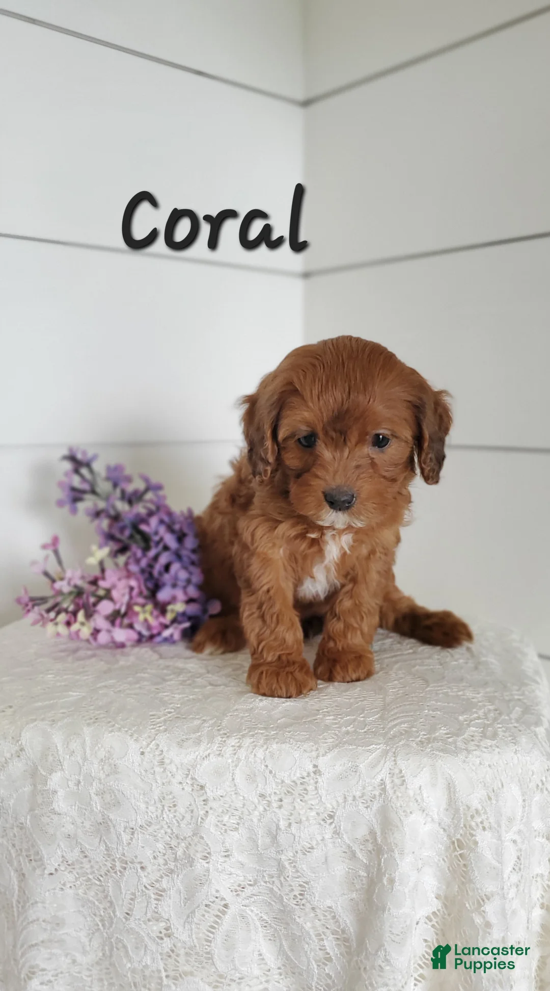 Cavapoo dogs for sale: Coral  - Ad 2