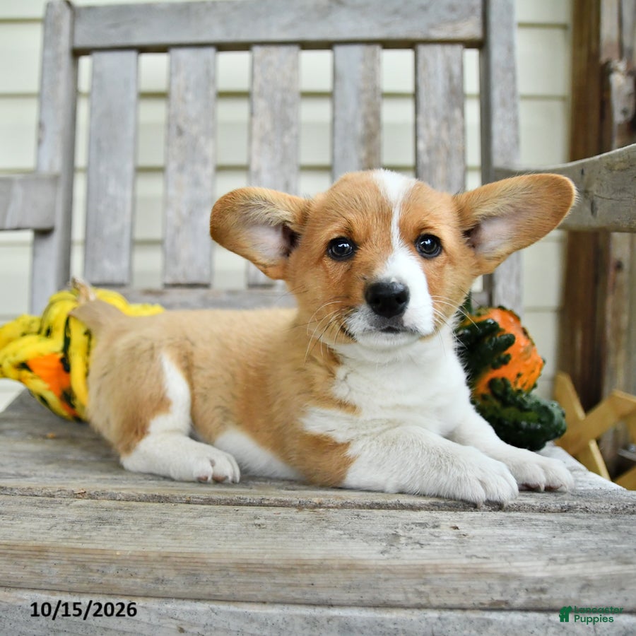 Welsh Corgi Pembroke dogs for sale: Kirky - Ad 2