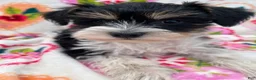 Miniature Schnauzer dogs for sale: Lexi - Ad 1