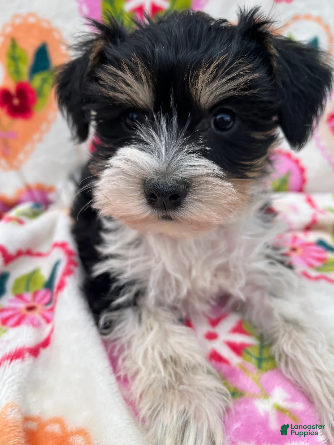 Miniature Schnauzer dogs for sale: Lexi - Ad 1